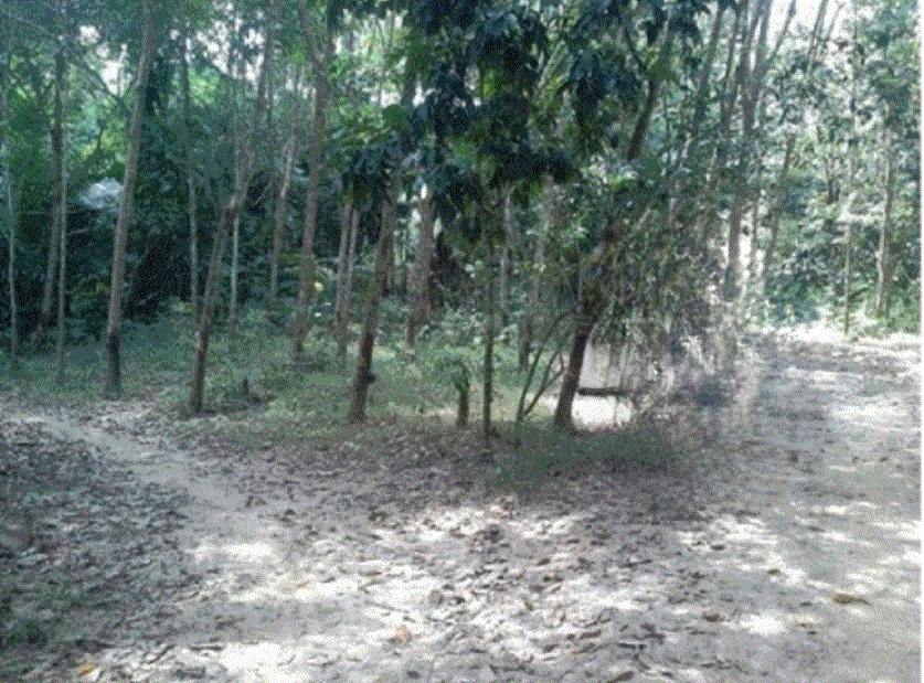 ที่ดินหลุดจำนอง ธ.ธนาคารกรุงเทพ ทุ่งพอ สะบ้าย้อย สงขลา