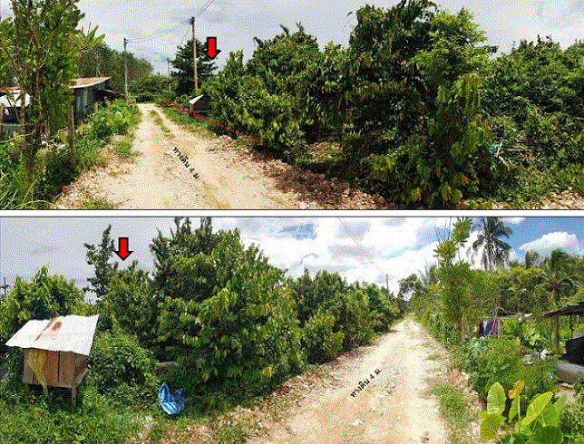ที่ดินหลุดจำนอง ธ.ธนาคารกรุงเทพ คลองทราย นาทวี สงขลา