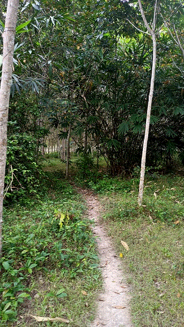 ที่ดินหลุดจำนอง ธ.ธนาคารกรุงเทพ เปียน สะบ้าย้อย สงขลา