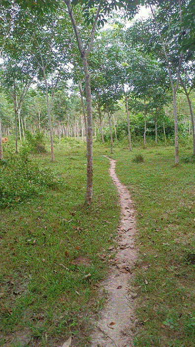 ที่ดินหลุดจำนอง ธ.ธนาคารกรุงเทพ เปียน สะบ้าย้อย สงขลา