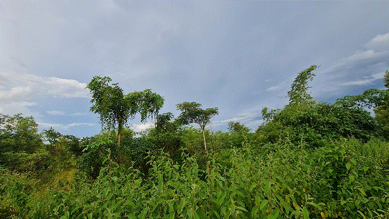 ที่ดินหลุดจำนอง ธ.ธนาคารกรุงเทพ ควนลัง หาดใหญ่ สงขลา